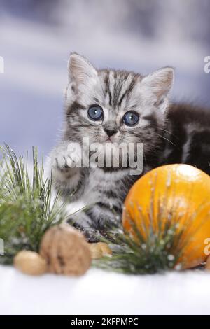 Chaton British Shorthair Banque D'Images