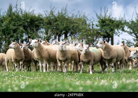 Les agneaux gras ont été taperés par un bélier Charollais qui termine sur une pelouse pleine de White Clover, North York Moors, Royaume-Uni. Banque D'Images