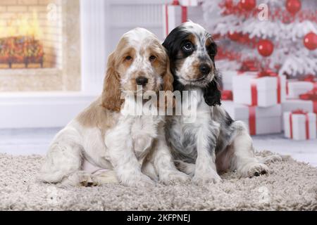 2 chiots Cocker Anglais Banque D'Images