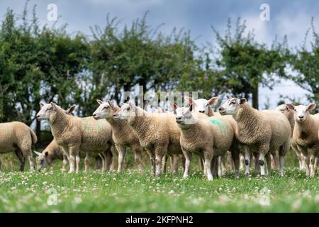 Les agneaux gras ont été taperés par un bélier Charollais qui termine sur une pelouse pleine de White Clover, North York Moors, Royaume-Uni. Banque D'Images