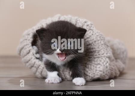 Chaton British Shorthair Banque D'Images