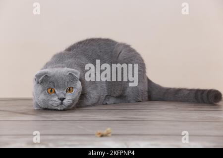 Les jeunes Scottish Fold Banque D'Images