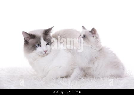 2 Ragdolls Banque D'Images