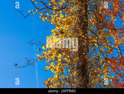 Buriner le concombre et les feuilles rondes greenbrier avec les feuilles changeant de couleur. Grimpant des vignes sur un tronc d'arbre. Feuillage d'automne. Charles River Peninsula, Needham, ma. Banque D'Images