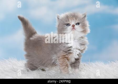 Highlander chaton Banque D'Images