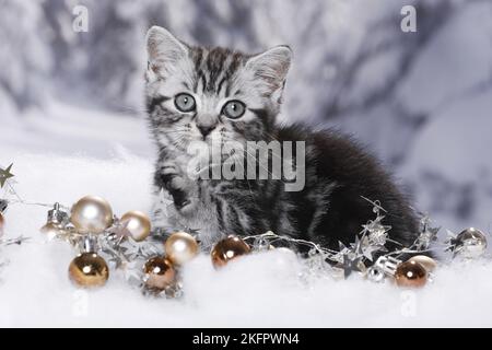 Chaton British Shorthair Banque D'Images