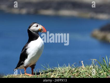 Puffin sur l'île de Staffs Outer Hebrides Ecosse Royaume-Uni.with Grass to Forground bleu mer à l'arrière avec des falaises et de l'espace pour copier à righ Banque D'Images