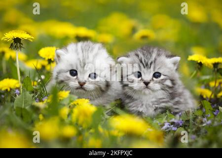 Chaton British Shorthair Banque D'Images