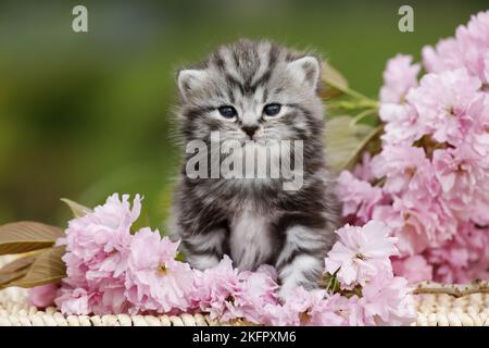 Chaton British Shorthair Banque D'Images