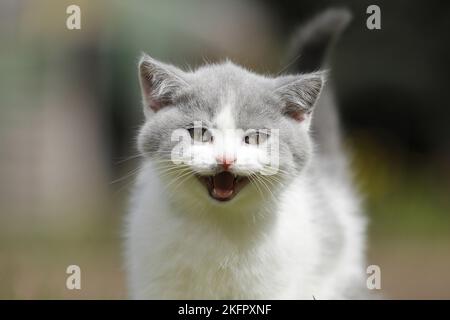 Portrait de chaton British Shorthair Banque D'Images