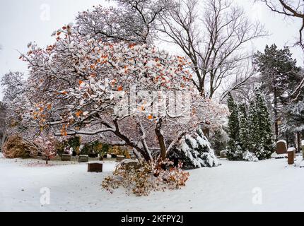 Cimetière Mount Pleasant dans la première neige d'hiver sur 16 novembre 2022 Banque D'Images