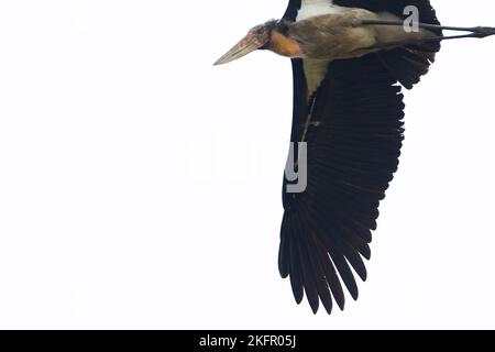 Moindre Adjutant (Leptoptilos javanicus) en vol. Népal. Banque D'Images