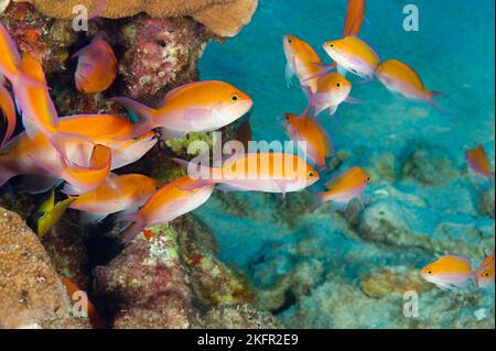 Anthias bicolores, Pseudanthias bicolor, Honokohau, Kona, Hawaii Island ( la Grande île ), Hawaii, Etats-Unis ( Central Pacific Ocean ) Banque D'Images