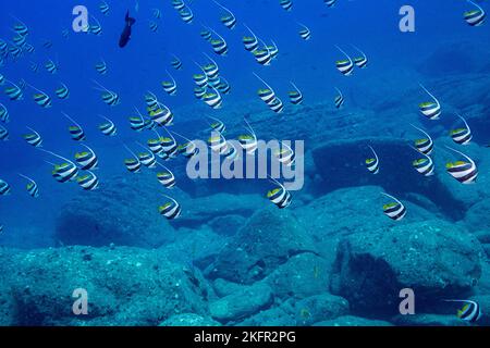 École avant butterflyfish, faux idole mauresque, ou école bannerfish, Heniochus diphreutes, en face de Neon Cave, au large de Lehua Rock, près de Niihau Banque D'Images