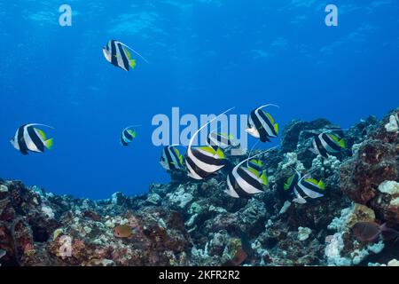 école primaire de butterflyfish, faux idole mauresque, lannerfish à longue nageoire, bannerfish scolaire, ou pennantfish, Heniochus diphreutes, Kona, Hawaii, États-Unis Banque D'Images