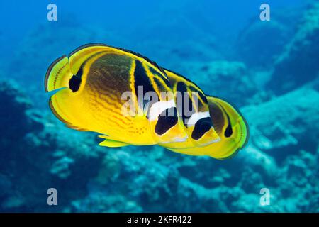 Butterflyfish racoon, Chaetodon lunula, Kohanaiki, Kona Coast, Hawaii Island ( The Big Island ), Hawaiian Islands, États-Unis ( Central Pacific Ocean ) Banque D'Images