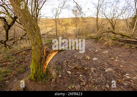 2022 novembre - arbre récemment tombé à travers le chemin et sentier dans les collines au-dessus de la gorge à Cheddar, Somerset, Angleterre, Royaume-Uni. Banque D'Images