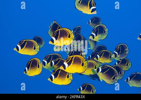 École de butterflyfish de raton laveur, Chaetodon lunula, Honokohau, côte nord de Kona, île d'Hawaï ( la Grande île ), îles hawaïennes, États-Unis, Océan Pacifique Banque D'Images