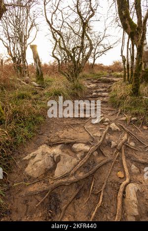 Novembre 2022 - chemins et sentiers dans les collines au-dessus de la gorge à Cheddar, Somerset, Angleterre, Royaume-Uni. Banque D'Images