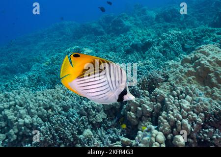 Poisson-mouche à nageoires de mer ou kikakapu, Chaetodon auriga, Honokoahu, Kona, Hawaii ( Big Island ), îles hawaïennes, États-Unis ( Central Pacific Ocean ) Banque D'Images