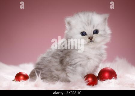 Chaton Highlander avec boules d'arbre de Noël Banque D'Images