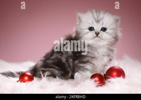 Chaton Highlander avec boules d'arbre de Noël Banque D'Images