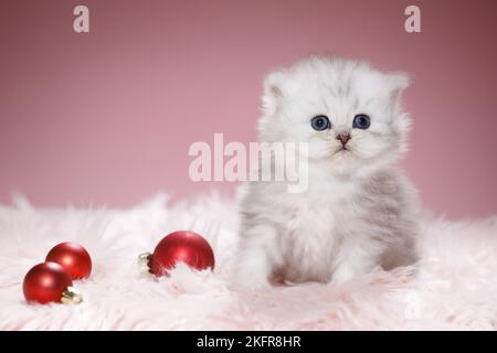 Chaton Highlander avec boules d'arbre de Noël Banque D'Images