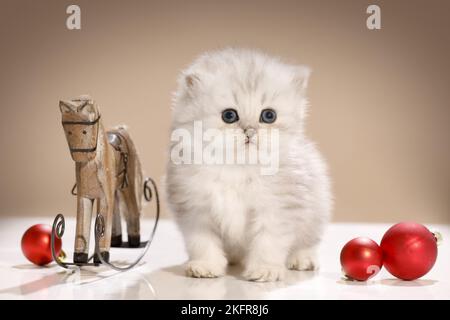 Chaton Highlander avec boules d'arbre de Noël Banque D'Images