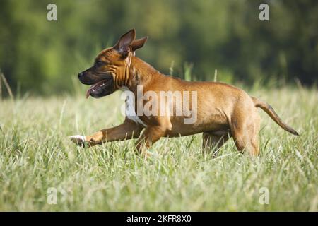 Staffordshire Bull Terrier court au-dessus de la prairie Banque D'Images