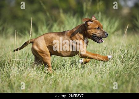 Staffordshire Bull Terrier court au-dessus de la prairie Banque D'Images