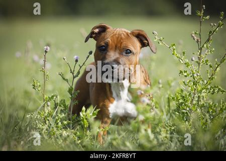 Jeune Staffordshire Bull Terrier Banque D'Images