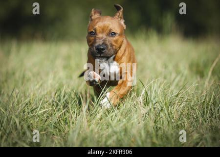 Staffordshire Bull Terrier court au-dessus de la prairie Banque D'Images