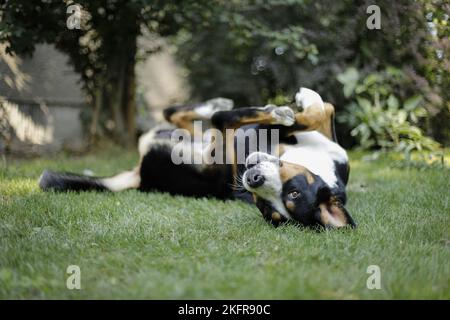 Grand chien de montagne suisse roulant dans l'herbe Banque D'Images