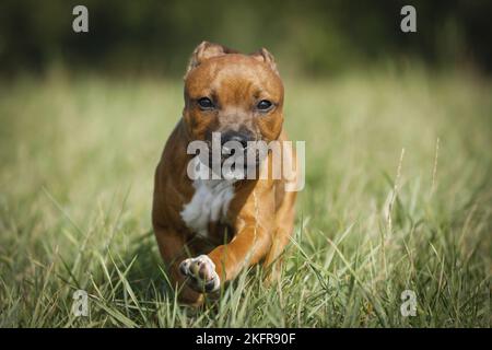 Staffordshire Bull Terrier court au-dessus de la prairie Banque D'Images