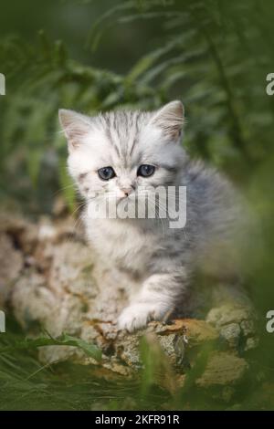 Chaton de shorthair britannique entre fougère Banque D'Images