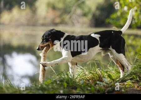 Parson Russell Terrier avec bâton Banque D'Images