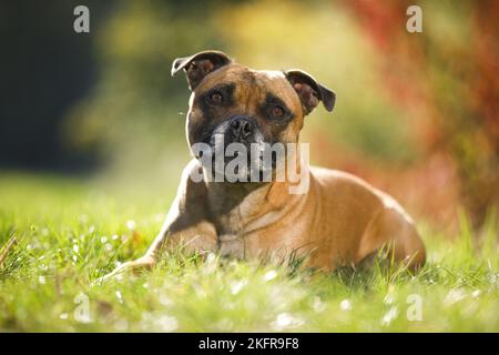 Lying Staffordshire Bull Terrier Banque D'Images