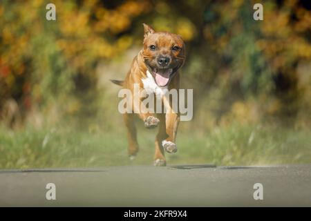 Jeune Staffordshire Bull Terrier Banque D'Images