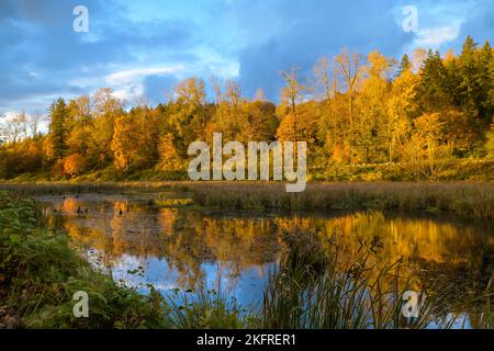 Scène d'automne dans le Snoqualmie Valliey comme les arbres se reflètent dans un étang lors d'une journée partiellement nuageux Banque D'Images