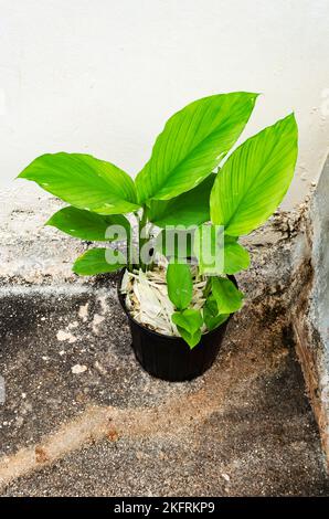 Une plante curcuma pousse dans un pot de fleur noire à l'extérieur à un coin où deux murs se rencontrent. Banque D'Images