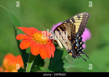 Papilio glaucus papillon tigre de l'est en queue d'aronde sur Tithonia fleur dans le jardin Banque D'Images