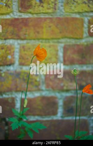 Petit bateau. Une photo d'une fleur avec un mur de briques très ancien comme arrière-plan. Banque D'Images