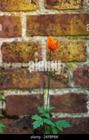 Petit bateau. Une photo d'une fleur avec un mur de briques très ancien comme arrière-plan. Banque D'Images