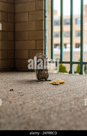 Les écureuils mangent des noix. Noisette, arachide, noix de cajou, amande. La faune dans l'environnement urbain. Banque D'Images