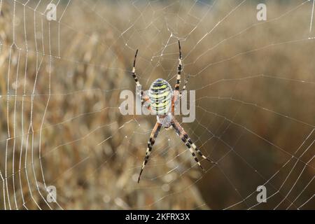 Araignée de guêpe (Argiope bruennichi) dans une toile couverte de gouttes de rosée, dans un champ de maïs, Allgäu, Bavière, Allemagne, Europe Banque D'Images