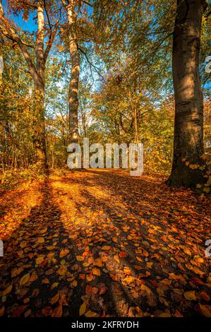 Une forêt à feuilles caduques à la fin de l'automne avec des feuilles colorées sur le sentier de randonnée, Hanovre, Basse-Saxe, Allemagne, Europe Banque D'Images