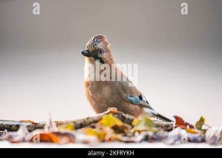 Jay eurasien adulte (garrulus glandarius), assis sur un terrain, podkarpackie, Pologne, Europe Banque D'Images