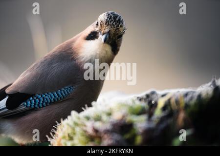 Jay eurasien adulte (garrulus glandarius), assis sur un sol gelé, podkarpackie, Pologne, Europe Banque D'Images