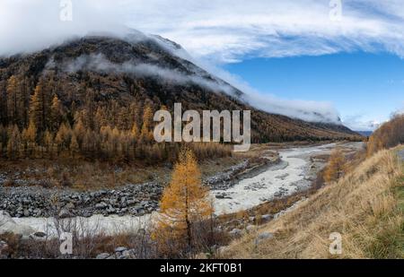 Forêt de mélèze d'automne à Val Morteratsch, glacier de Morteratsch, Engadine, Grisons, Suisse, Europe Banque D'Images