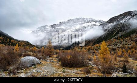 Forêt de mélèze d'automne à Val Morteratsch, glacier de Morteratsch, Engadine, Grisons, Suisse, Europe Banque D'Images
